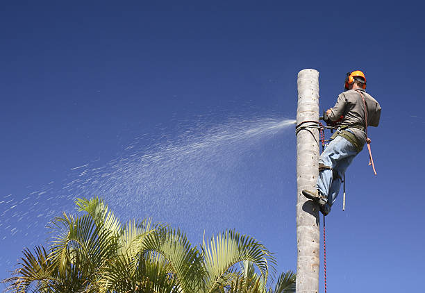 Tree and Shrub Care in Rodney Village, DE