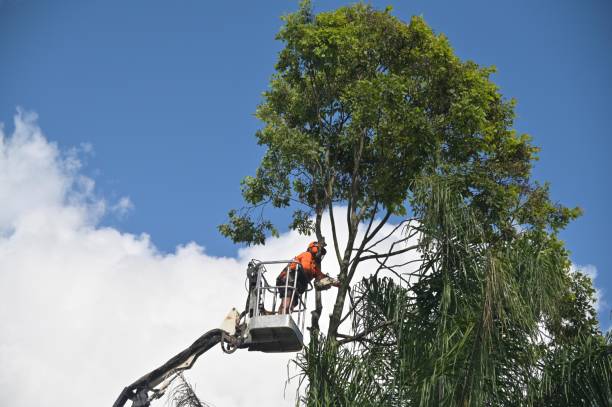 Professional Tree Care in Rodney Village, DE